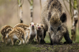 Vlexx ausflugstipp saarbruecken wildpark wildschweine