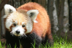 Vlexx freizeittipps saarbruecken zoo kleiner panda